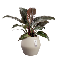 june split low 46cm balanced beige